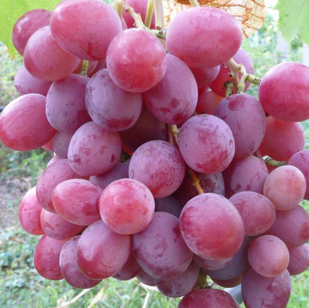Саженцы винограда Анюта [grape anyuta]
