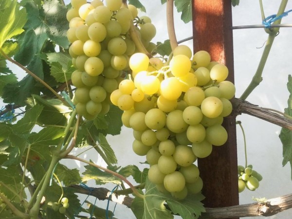 Саженцы винограда Колобок [grape kolobok]