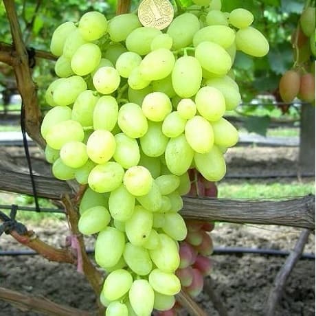 Саженцы винограда Долгожданный [grape dolgozhdannij]