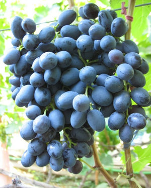 Саженцы винограда Кишмиш Аттика [grape kishmish attika]