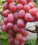 Саженцы винограда Ливия [grape livija]