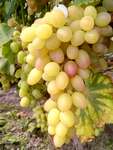 Саженцы винограда Тасон [grape tason]