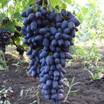 Саженцы винограда Кармен [grape karmen]